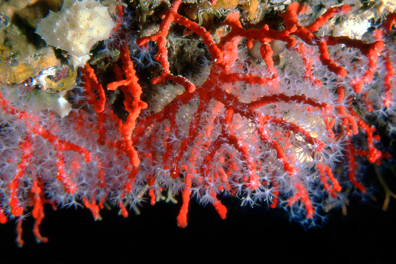 Discussione su Corallium rubrum bianco